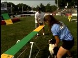 Dog Show: Training Your Dog for Agility Course