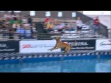 Purina Incredible Dog Challenge - Diving Dog Competition