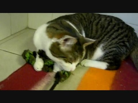 Les chats du refuge des Amis des Bêtes à Aix les Bains