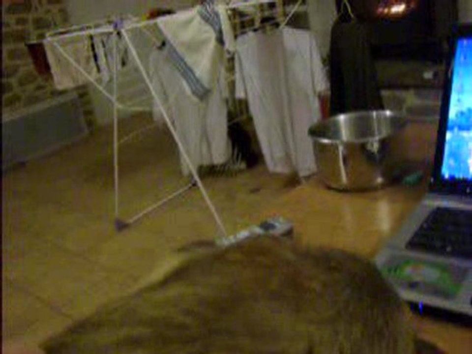 mon chien loup
