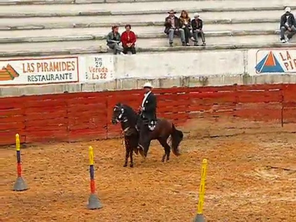 paso fino horse