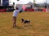 Dog Show: Eastern Regional Flying Disc Competition