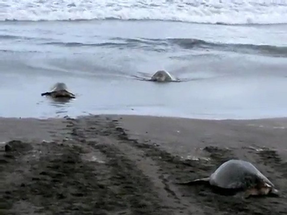 Costa Rica Tortues
