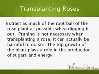 Transplanting Roses - Easy Tips