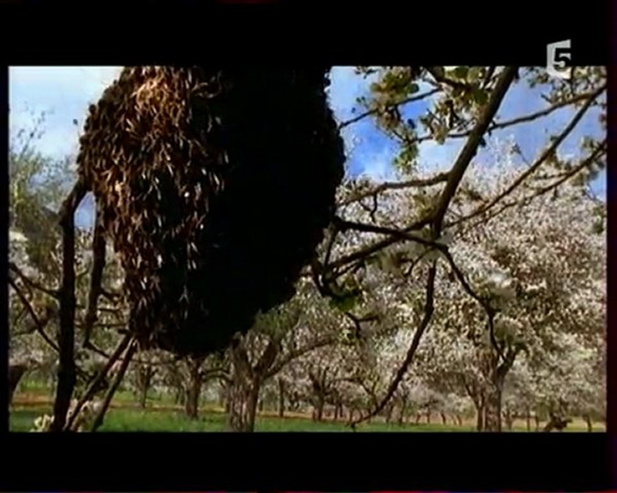 Documentaire abeilles 1