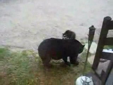 Un ours a voler ma poubelle