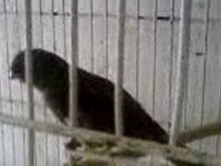 video d mes oiseaux 2007