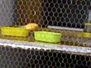 une autrevideo d mes oiseaux en 2007