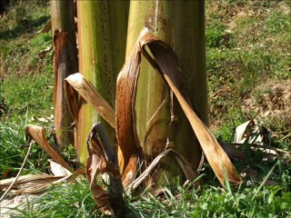 Banana Plants in the Winter_0001