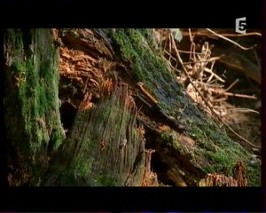 Documentaire abeilles 3