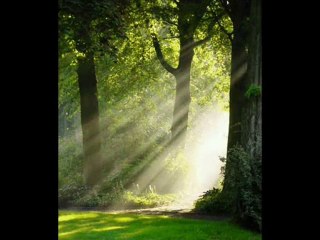 As-tu déjà parlé  à un arbre ?