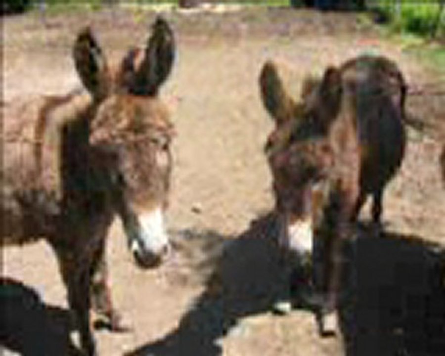 poney2