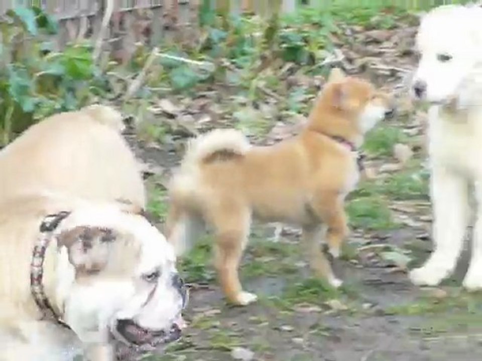 vidéo rencontre parc de l'ile de saint germain 17/01/2010