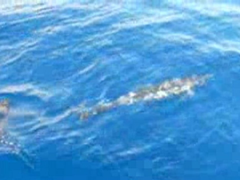 Sortie dauphins St Gilles, la Réunion