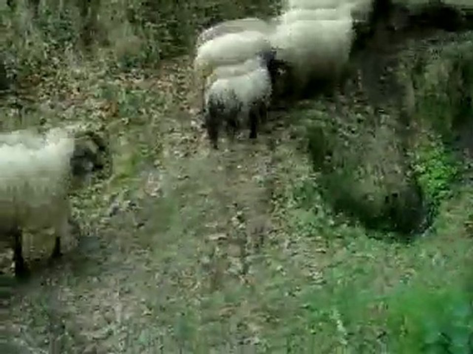 SÜMESLERİN ALİ DAYININ KOYUNLARI