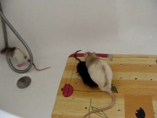 Rencontre Cody, sitka et kenaï..