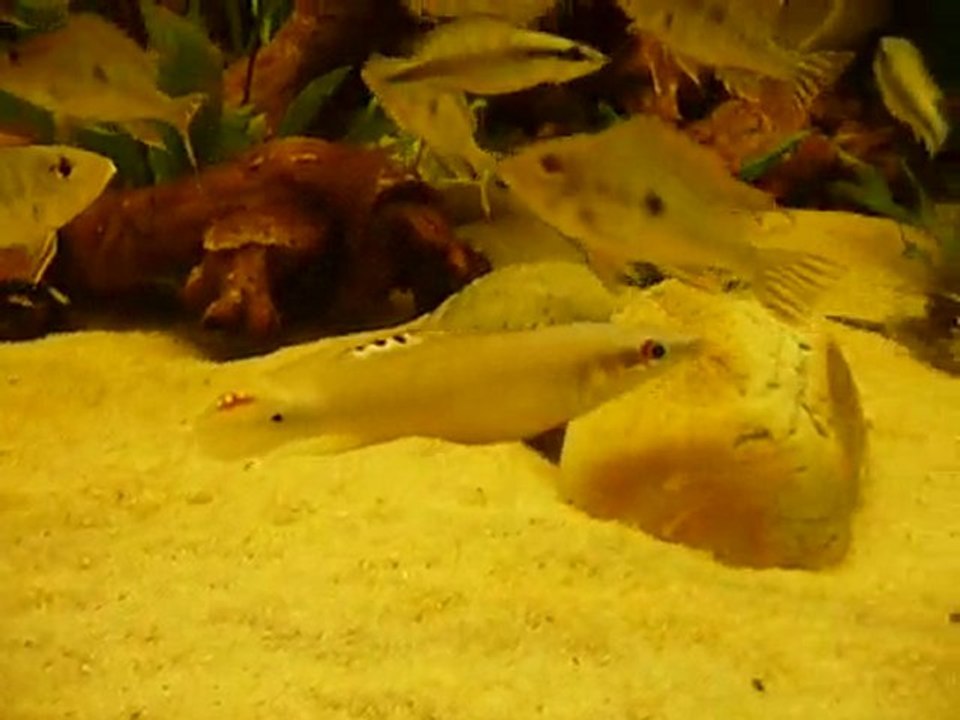 Crenicichla regani Barcelos