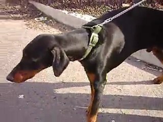 DIESEL 23 JANVIER 2010 FREJUS (2)