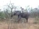 Elephant face a un arbre, Kruger Park (Afrique du Sud)
