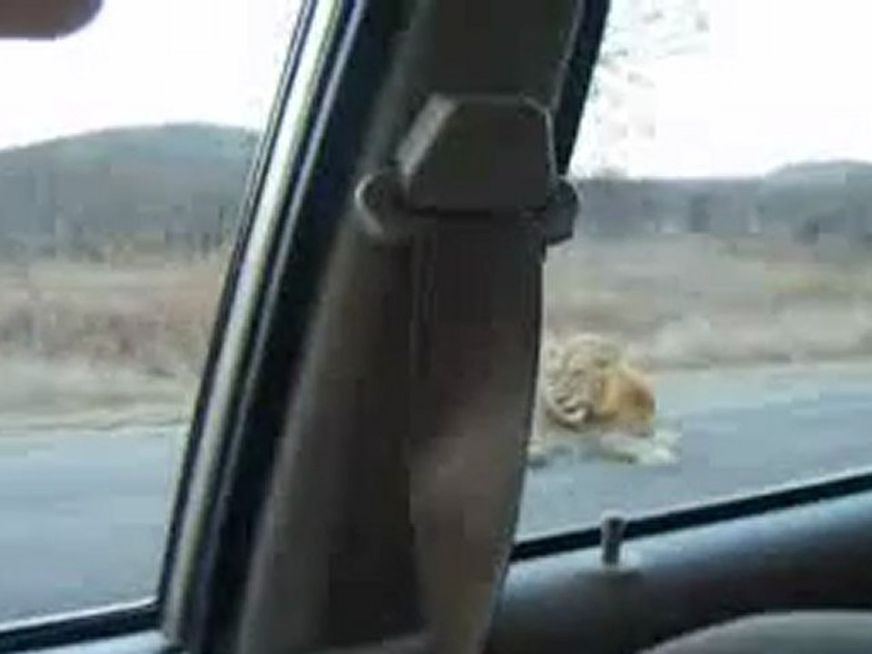 Lion et lionne au repos, Kruger Park (Afrique du Sud)