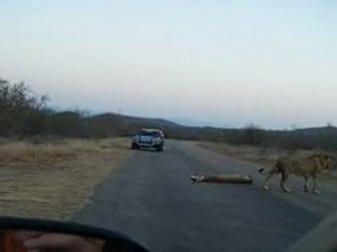Pata Pata chez les lions, Kruger Park (Afrique du Sud)