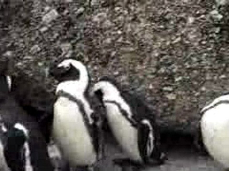 Pingouins du Cap (Afrique du Sud)