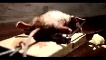 Mouse very strong