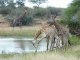 Parc Kruger en Afrique du Sud