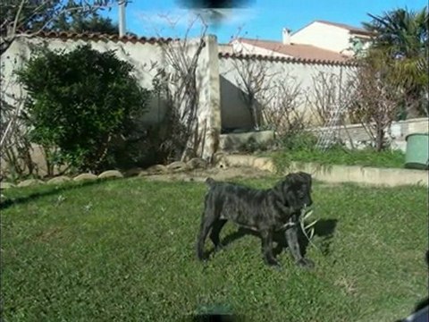 chiots cane corso
