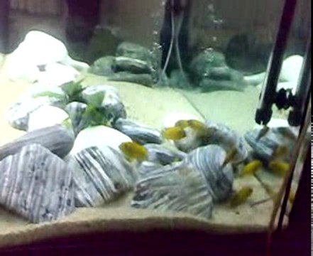 TROPHEUS KRİZA GOLD(LORD OF TROPHEUS)