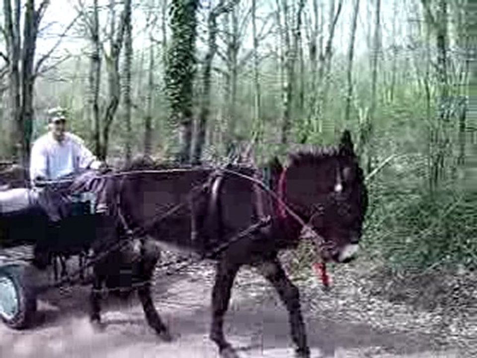 ballade en ane