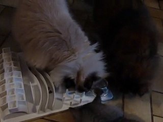 Les chats et le Fun board