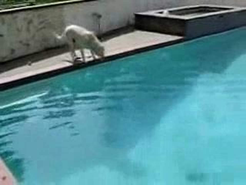 Chien plongeur - Dive Dog
