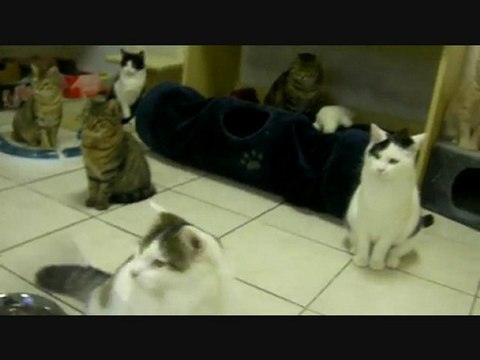 Les chats du refuge des Amis des Bêtes à Aix les Bains.