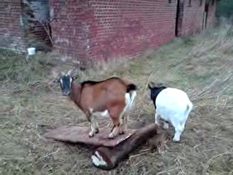 LES BIQUETTES SONT ARRIVEES !!