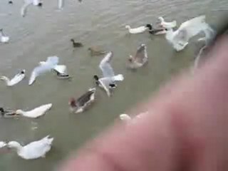 ördek kaz besleme