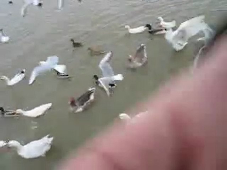 ördek kaz besleme