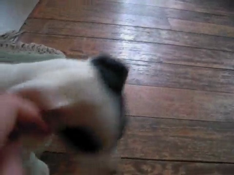 ma chienne arrivée