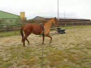 On The Noune, longues rênes