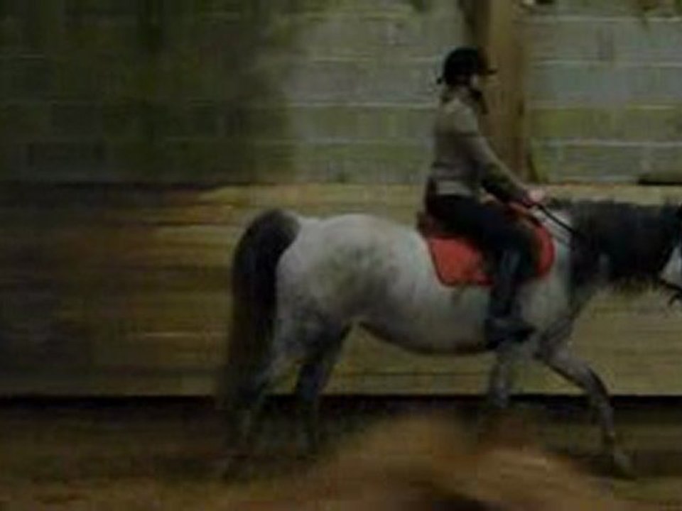 JAFNA ponette français de selle à vendre