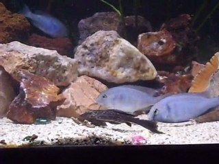 Yunus Cichlid