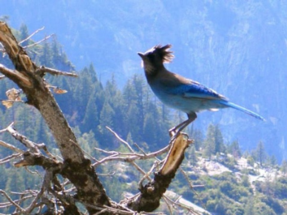 Yosemite