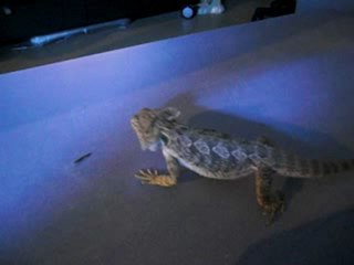 Pastis mange des vers de farine