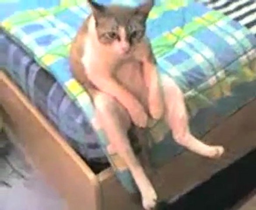 Chat assis qui déprime