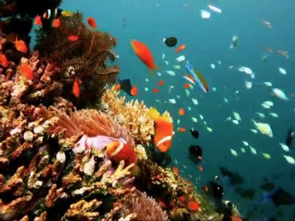 Sealife of the Maldives