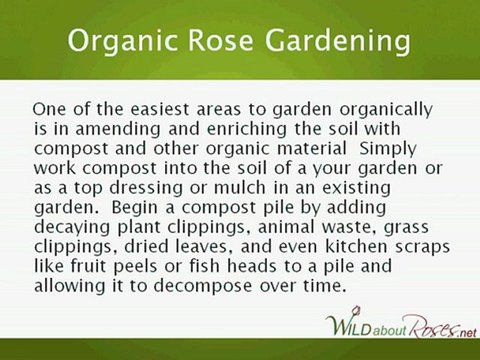 Organic Rose Gardening - Grow Roses Naturally