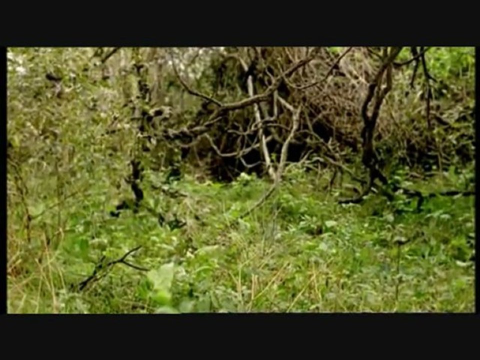 Sur La Terre Des Monstres Disparus 6