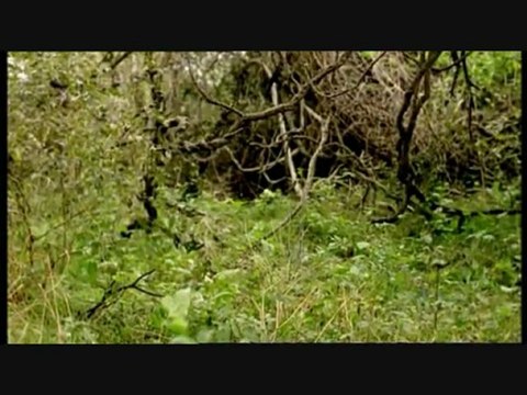 Sur La Terre Des Monstres Disparus 6