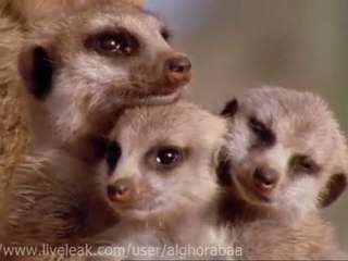 Suricate casca dal sonno