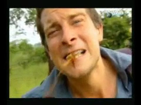 Bear Grylls mange une énorme larve d'insecte